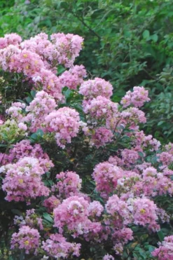 Dazzle Me Pink Dwarf Crape Myrtle - 3 Gallon Pot -OLALA Plant Shop Crape Myrtle Dazzle Me Pink 16 1