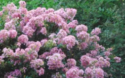 Dazzle Me Pink Dwarf Crape Myrtle - 3 Gallon Pot -OLALA Plant Shop Crape Myrtle Dazzle Me Pink 17 1