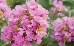 Dazzle Me Pink Dwarf Crape Myrtle - 2 Gallon Pot -OLALA Plant Shop Crape Myrtle Dazzle Me Pink Closeup