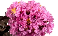 Delta Eclipse Crape Myrtle - 2 Gallon Pot -OLALA Plant Shop Crape Myrtle Delta Eclipse