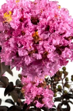 Delta Eclipse Crape Myrtle - 2 Gallon Pot -OLALA Plant Shop Crape Myrtle Delta Eclipse BS