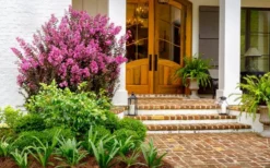 Delta Fusion Crape Myrtle - 2 Gallon Pot -OLALA Plant Shop Crape Myrtle Delta Fusion 5