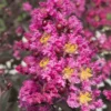 Delta Fusion Crape Myrtle - 2 Gallon Pot