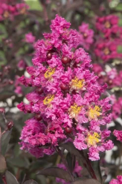 Delta Fusion Crape Myrtle - 2 Gallon Pot