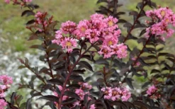 Delta Jazz Crape Myrtle - 3 Gallon Pot -OLALA Plant Shop Crape Myrtle Delta Jazz 1