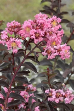 Delta Jazz Crape Myrtle - 3 Gallon Pot -OLALA Plant Shop Crape Myrtle Delta Jazz Rev 500x750 2