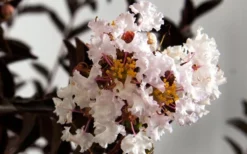 Delta Moonlight Crape Myrtle - 3 Gallon Pot 7 Delta Moonlight Crape Myrtle - 3 Gallon Pot -OLALA Plant Shop Crape Myrtle Delta Moonlight 1