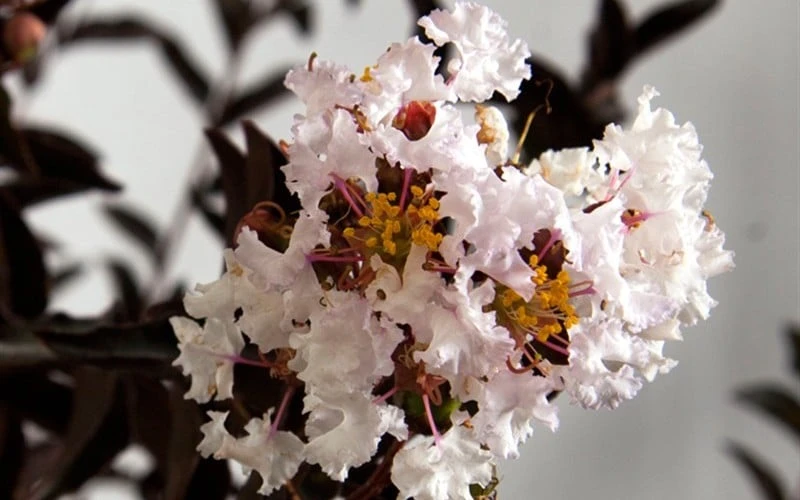 Delta Moonlight Crape Myrtle - 3 Gallon Pot 4 Delta Moonlight Crape Myrtle - 3 Gallon Pot - Image 4