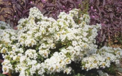 Diamond Dazzle Dwarf Crape Myrtle - 2 Gallon Pot 10 Diamond Dazzle Dwarf Crape Myrtle - 2 Gallon Pot -OLALA Plant Shop Crape Myrtle Diamond Dazzle 1