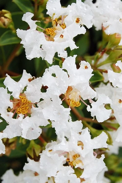 Diamond Dazzle Dwarf Crape Myrtle - 2 Gallon Pot 6 Diamond Dazzle Dwarf Crape Myrtle - 2 Gallon Pot - Image 6