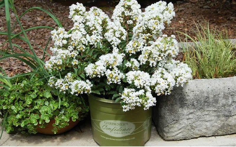 Diamond Dazzle Dwarf Crape Myrtle - 2 Gallon Pot 4 Diamond Dazzle Dwarf Crape Myrtle - 2 Gallon Pot - Image 4