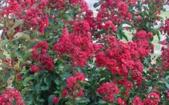 Double Feature Red Crape Myrtle - 3 Gallon Pot 11 Double Feature Red Crape Myrtle - 3 Gallon Pot -OLALA Plant Shop Crape Myrtle Double Feature 50