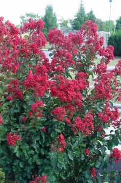 Double Feature Red Crape Myrtle - 3 Gallon Pot 10 Double Feature Red Crape Myrtle - 3 Gallon Pot -OLALA Plant Shop Crape Myrtle Double Feature Rev 500x750 1