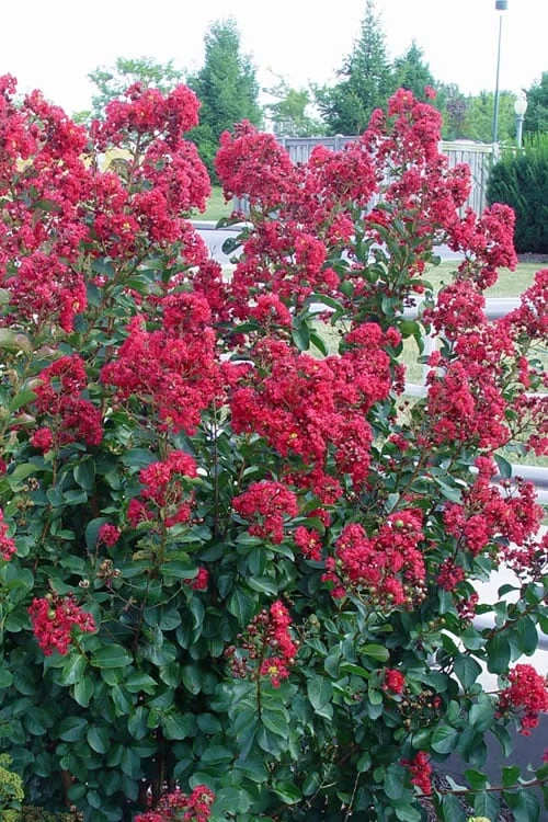 Double Feature Red Crape Myrtle - 3 Gallon Pot 4 Double Feature Red Crape Myrtle - 3 Gallon Pot - Image 4