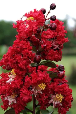Dynamite Red Crape Myrtle - 7 Gallon Pot (5-6') -OLALA Plant Shop Crape Myrtle Dynamite Rev 2 500x750 2