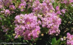 Early Bird Lavender Crape Myrtle - 3 Gallon Pot 11 Early Bird Lavender Crape Myrtle - 3 Gallon Pot -OLALA Plant Shop Crape Myrtle Early Bird Lavender 6