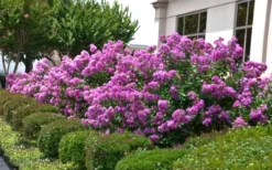Early Bird Purple Crape Myrtle - 2 Gallon Pot 8 Early Bird Purple Crape Myrtle - 2 Gallon Pot -OLALA Plant Shop Crape Myrtle Early Bird Purple 2