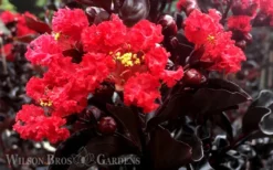 Ebony Flame Crape Myrtle - 3 Gallon Pot -OLALA Plant Shop Crape Myrtle Ebony Flame 1