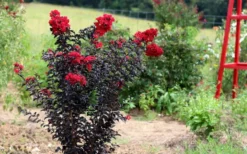 Ebony Flame Crape Myrtle - 7 Gallon Pot (4-5') -OLALA Plant Shop Crape Myrtle Ebony Flame Tree 2