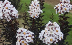Ebony & Ivory Crape Myrtle - 3 Gallon Pot -OLALA Plant Shop Crape Myrtle Ebony Ivory 2