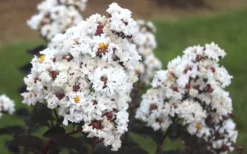 Ebony & Ivory Crape Myrtle - 3 Gallon Pot -OLALA Plant Shop Crape Myrtle Ebony Ivory