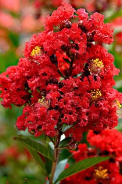 Enduring Summer Red Crape Myrtle Tree (Single Trunk) - 7 Gallon Pot -OLALA Plant Shop Crape Myrtle Enduring Summer Redr BS 2