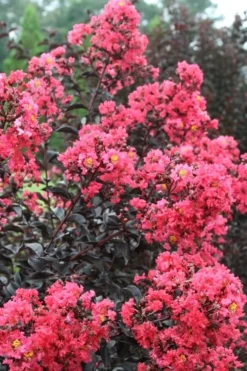 Midnight Magic Crape Myrtle (Multi Trunk) - 7 Gallon Pot -OLALA Plant Shop Crape Myrtle Midnight Magic 1