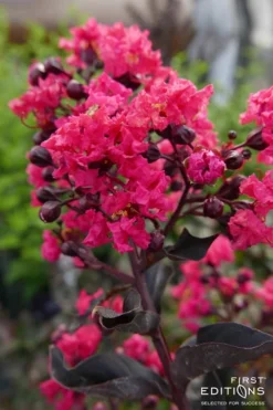 Midnight Magic Crape Myrtle (Multi Trunk) - 7 Gallon Pot -OLALA Plant Shop Crape Myrtle Midnight Magic 2