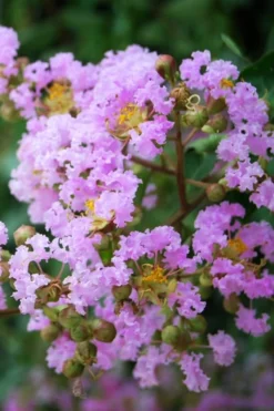 Muskogee Lavender Crape Myrtle Tree (Single Trunk) - 5 Gallon Pot -OLALA Plant Shop Crape Myrtle Muskgogee BS 1