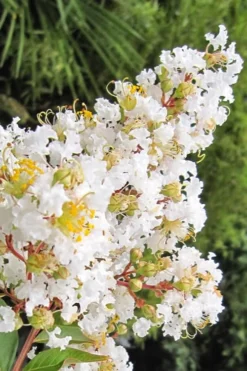 Natchez White Crape Myrtle - 1 Gallon Pot -OLALA Plant Shop Crape Myrtle Natchez 11 2