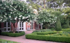 Natchez White Crape Myrtle - 3 Gallon Pot -OLALA Plant Shop Crape Myrtle Natchez 13 3