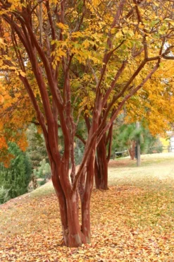 Natchez White Crape Myrtle (Multi Trunk) - 7 Gallon Pot (4-5') -OLALA Plant Shop Crape Myrtle Natchez 17 1
