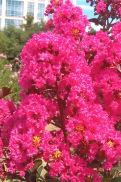 Pink Velour Crape Myrtle Tree - 3 Gallon Pot -OLALA Plant Shop Crape Myrtle Pink Velour 12