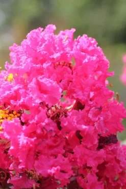 Pink Velour Crape Myrtle Tree - 3 Gallon Pot -OLALA Plant Shop Crape Myrtle Pink Velour 14
