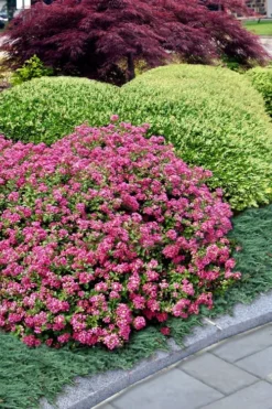 Pocomoke Dwarf Crape Myrtle - 1 Gallon Pot -OLALA Plant Shop Crape Myrtle Pocomoke 27