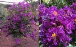Purple Magic Crape Myrtle Tree (Multi Trunk) - 7 Gallon Pot -OLALA Plant Shop Crape Myrtle Purple Magic 12