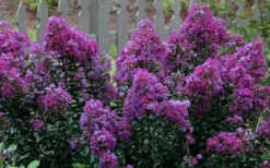 Purple Magic Crape Myrtle Tree (Multi Trunk) - 7 Gallon Pot -OLALA Plant Shop Crape Myrtle Purple Magic 13