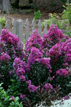 Purple Magic Crape Myrtle - 3 Gallon Pot -OLALA Plant Shop Crape Myrtle Purple Magic 500x750 1