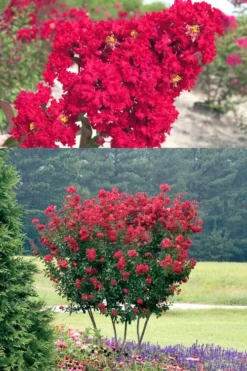 Red Rocket Crape Myrtle - 1 Gallon Pot -OLALA Plant Shop Crape Myrtle Red Rocket 500x750 3