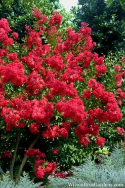 Red Rocket Crape Myrtle - 6 Pack Of 1 Gallon Pots -OLALA Plant Shop Crape Myrtle Red Rocket 7