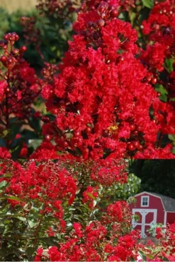 Red Rooster Crape Myrtle - 7 Gallon Pot -OLALA Plant Shop Crape Myrtle Red Rooster 2 500 x750 3