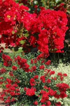 Red Rooster Crape Myrtle - 2 Gallon Pot -OLALA Plant Shop Crape Myrtle Red Rooster 5 x750 1