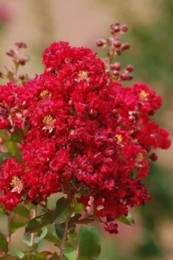 Red Rooster Crape Myrtle Tree (Single Trunk) - 3 Gallon Pot -OLALA Plant Shop Crape Myrtle Red Rooster 6