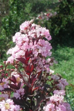 Rhapsody In Pink Crape Myrtle - 5 Gallon Pot -OLALA Plant Shop Crape Myrtle Rhapsody In Pink 10 2