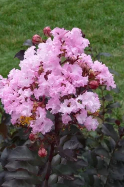 Rhapsody In Pink Crape Myrtle - 5 Gallon Pot -OLALA Plant Shop Crape Myrtle Rhapsody In Pink 11 2