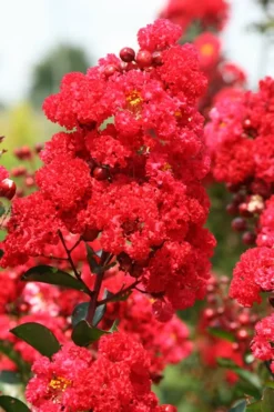 Ruffled Red Magic Crape Myrtle Tree (Single Trunk) - 7 Gallon Pot (5-6') -OLALA Plant Shop Crape Myrtle Ruffled Red Magic 500x750 1