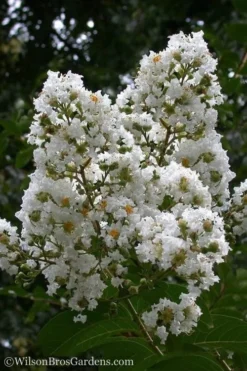Sarah's Favorite Crape Myrtle - 7 Gallon Pot (4-5')
