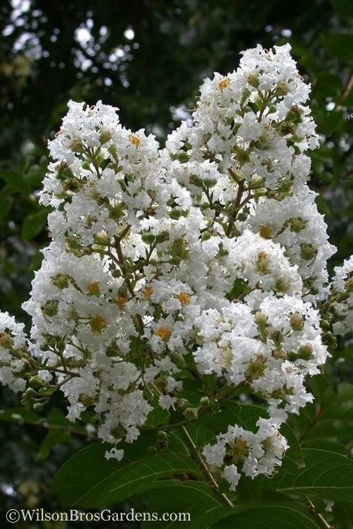 Sarah's Favorite Crape Myrtle - 1 Gallon Pot 1 Sarah's Favorite Crape Myrtle - 1 Gallon Pot
