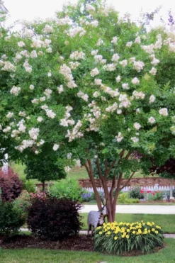 Sarah's Favorite Crape Myrtle - 7 Gallon Pot (4-5') -OLALA Plant Shop Crape Myrtle Sarahs Favorite 8 1