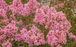 Sioux Pink Crape Myrtle - 1 Gallon Pot -OLALA Plant Shop Crape Myrtle Sioux Pink 51